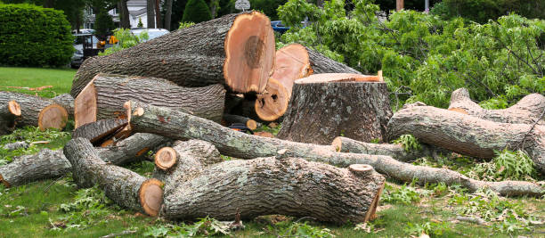 Best Storm Damage Tree Cleanup  in Aromas, CA